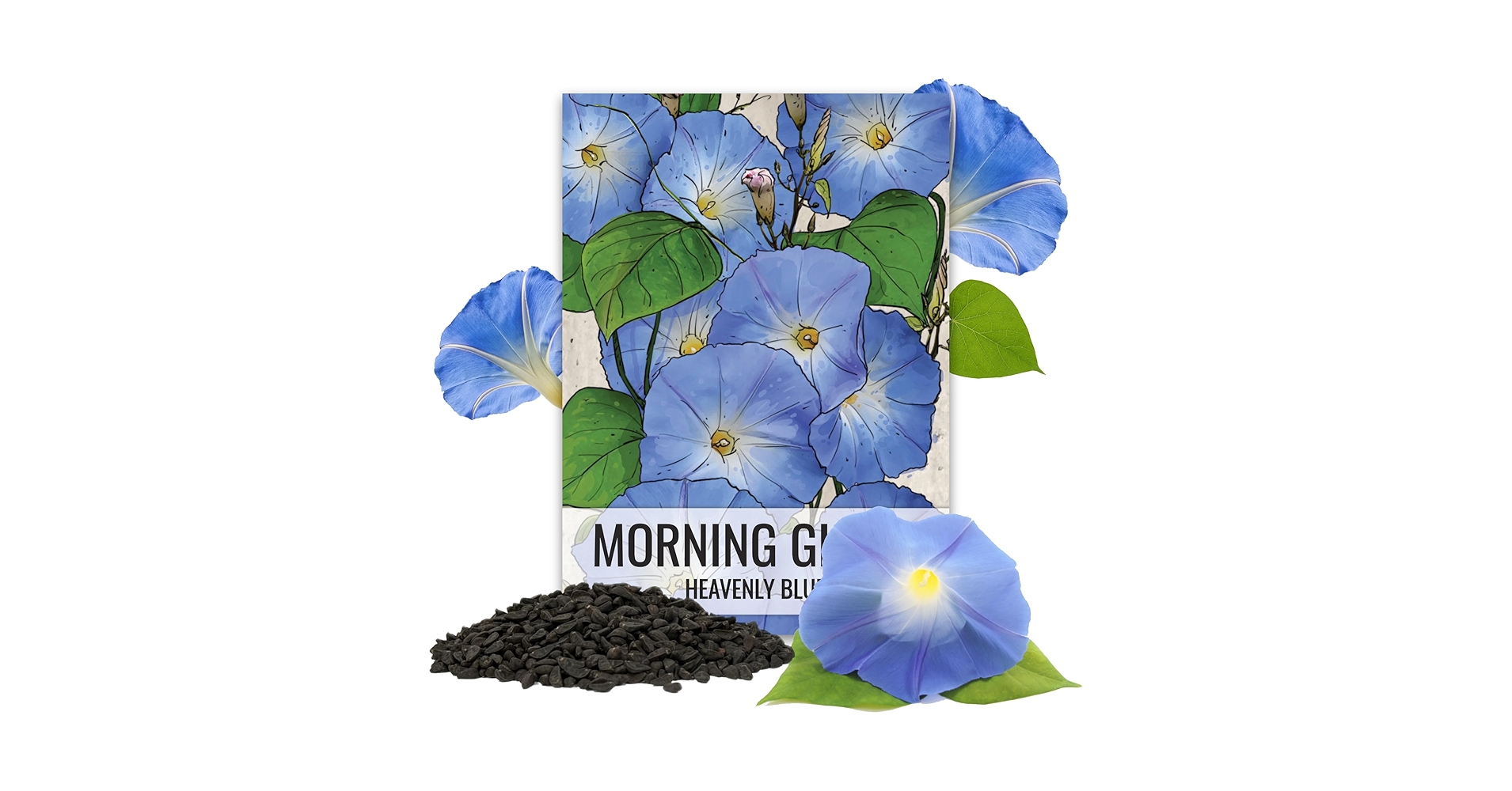 牽牛花Ipomoea nil 3粒セット 81+2whDQRmL._UF350,350_QL50_.jpg